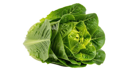 Isolated Romaine lettuce head, fresh ingredient for salads and healthy vegetarian diet © Michal