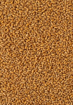 Abstract pattern of golden wheat kernels scattered densely, providing a wholesome, rustic backdrop for recipes or design ,goldenrod ,golden ,plant