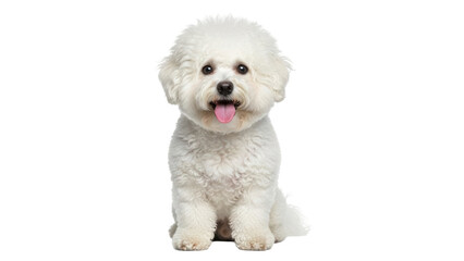 Isolated Portrait of a Cute Bichon Frise Puppy Looking at the Camera with its Tongue Out