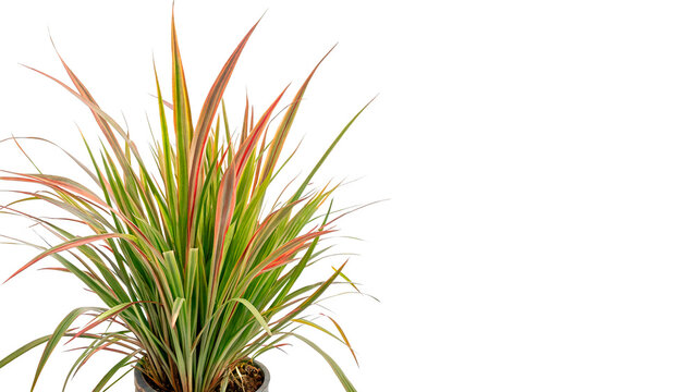 phormium cookianum tricol frontal grass isolated on transparent background