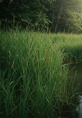 Obraz premium Dense grouping of tall, slender canes growing vigorously along the tranquil bank of a wild, natural pond environment ,lakeside ,wilderness ,nature