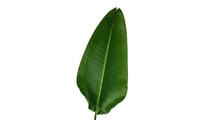 Isolated bird of paradise leaf studio shot, exotic foliage detail of plant, no background © Michal
