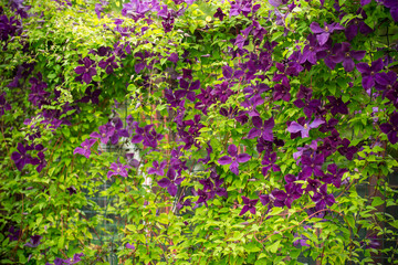 Fresh green foliage and purple clematis flowers