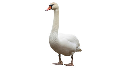 Isolated Mute Swan stands elegantly, majestic bird with long neck and distinctive orange beak © Michal