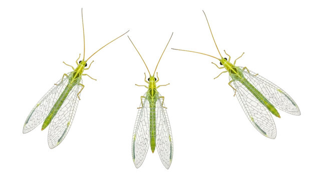 Isolated three Lacewings side by side, green insects with translucent wings, long antennae