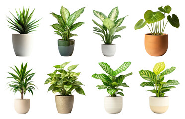 Obraz premium PNG Vibrant potted plants collection displayed on transparent background