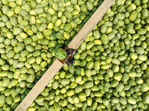 Dhaka, Bangladesh - 23 March 2025: Aerial view of a sea of pale green cucumbers, bisected by a beige bamboo pole, with a lone figure in the center.