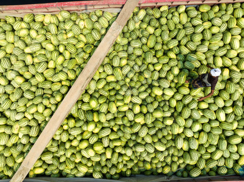 Dhaka, Bangladesh - 23 March 2025: Aerial view of a sea of light green cucumbers with yellow stripes filling a container, a man in a white cap standing amidst the harvest.