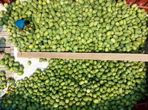 Dhaka, Bangladesh - 23 March 2025: Aerial view of a vast sea of light green and yellow striped melons, a man amidst the harvest, creating a vibrant contrast against the earthy tones.