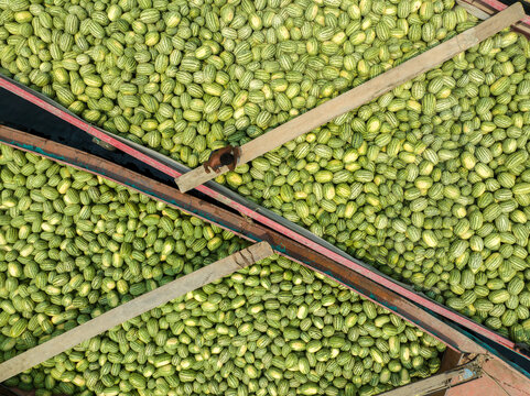 Dhaka, Bangladesh - 23 March 2025: Aerial view of a vibrant sea of green cucumbers filling a flatbed, intersected by wooden supports, creating a geometric pattern.
