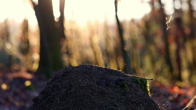a anthill in a evening forest 4k 25fps video