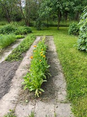 A bed of marigolds in the garden, organic farming.