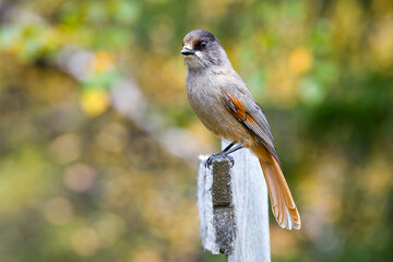 Ungl&uuml;cksh&auml;her (Perisoreus infaustus) in Schweden