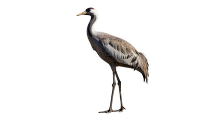 Obraz premium A graceful Sandhill Crane stands tall against a stark black background on long legs.