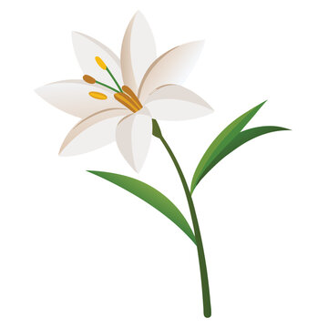 zephyranthes candida flower isolated on white