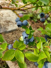 Blueberries grow in a bed in the garden.