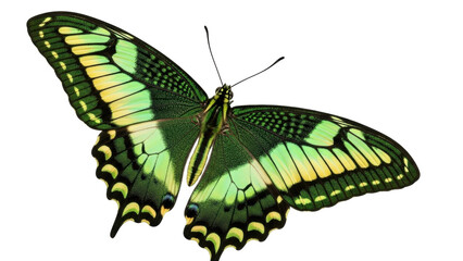 Isolated butterfly with green and yellow wings, beautiful Papilio blumei tropical insect © Miguel