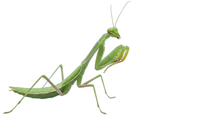 Isolated green praying mantis insect in defensive stance, predatory behavior, nature animal