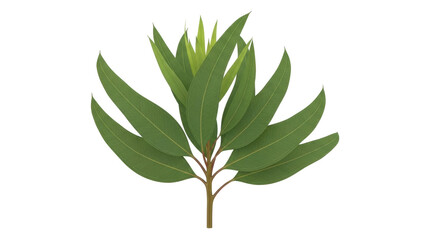 Isolated Eucalyptus branch with smooth green leaves on white, decorative plant, organic © Miguel