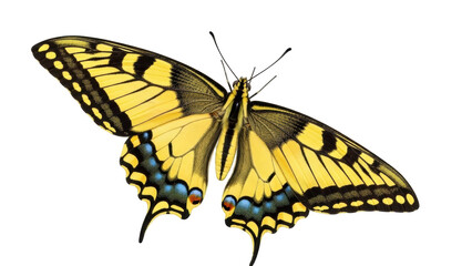 Isolated Eastern Tiger Swallowtail butterfly with open wings, a colorful Insect and Wildlife animal © Isabel