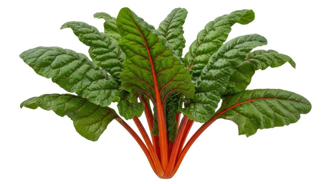 Isolated Ruby Red Swiss Chard, nutrient-rich vegetable, healthy and colorful greens plant