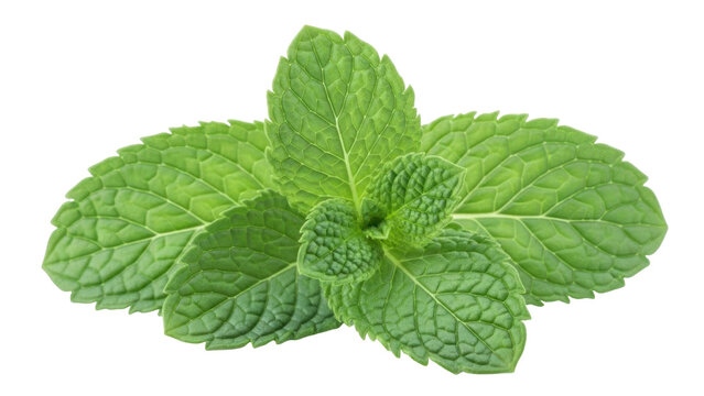 Isolated sprig of fresh green mint leaves, aromatic herb for cooking and beverage use