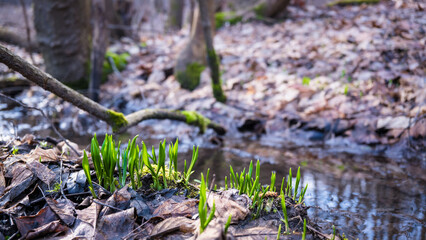 Pierwsze wiosenne liście  czosnku niedżwiedziego na podmokłej leśnej wiosennej  dolinie © kubikactive