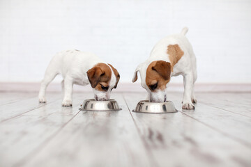 Two dogs eating from bowl at white living room, pets puppy and adult Dog eating dogs food