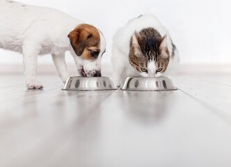 Dog Jack russell and domestic gray cat eating food on wooden floor at home, puppy eating dogs food