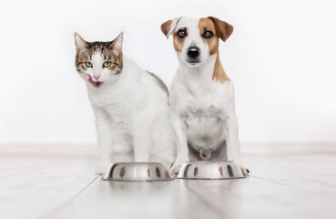 Dog Jack russell and domestic cat eating food on white wooden floor, puppy eating dogs food