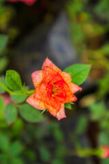 orange rose flower in a garden sock image