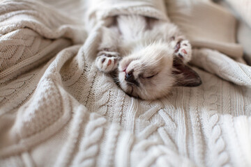 Little Cat is sleeping wrapped in a warm knitted sweater indoors