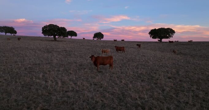 Red Angus Cattle Grazing In A Pasture At Sunset In Alentejo, Portugal - Drone Shot