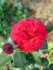 A red rose is blooming in the garden.