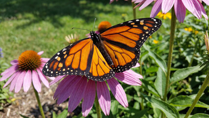monarch butterfly on purple flower © KIM