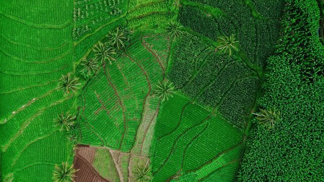 Aerial top down view of tropical agricultural fields and palm trees in East Java, Indonesia