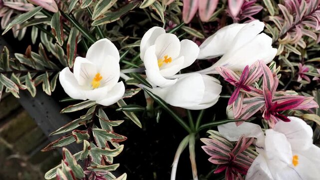 First spring flowers of white crocuses Jeanne d&rsquo;Arc growing with variegated hebe in a garden.