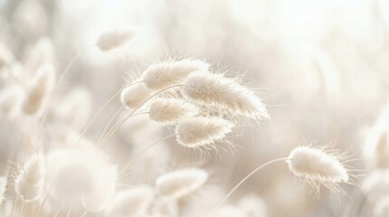 Lagurus Ovatus in dreamy soft light Wild meadow grass closeup with bokeh.