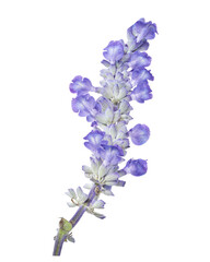 Obraz premium Fresh lavender flower isolated on transparent background with clipping path.