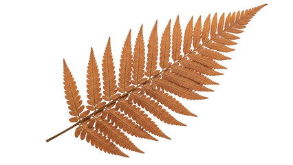 Obraz premium Isolated dried fern frond, rusty brown color, with a natural and autumnal appearance