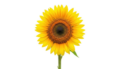 Fototapeta premium Isolated, vibrant sunflower with radiant yellow petals, natural beauty in full bloom