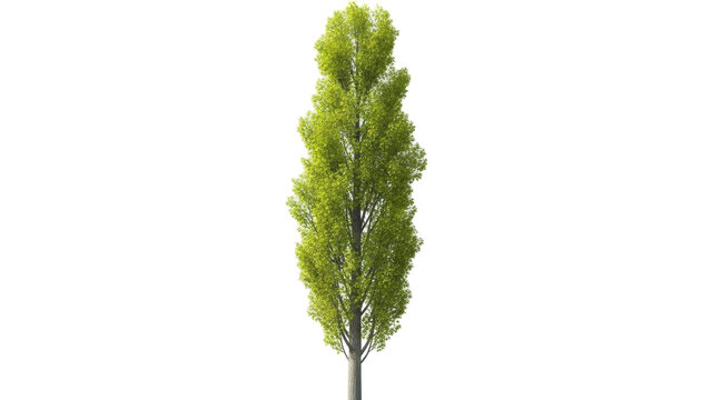 Isolated broadleaf tree with vibrant green foliage for graphic design and architecture