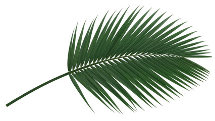 Obraz premium Isolated Palm Leaf tropical plant foliage green leaf nature design single no background