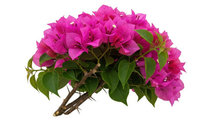 Fototapeta premium Isolated bougainvillea branch with green leaves and pink flowers, blooming in summer