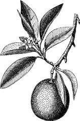 Naklejka premium Detailed 19th century botanical engraving of mandarin