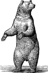 Fototapeta premium Standing bear upright vintage emblem with botanical engraving design for posters