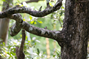 Fototapeta premium Small Velvet fronted Nuthatch with blue feathers and a red beak vocalizing while perched on a thick, mossy tree trunk.