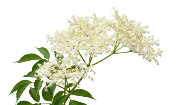 Elegant white elderflower blossoms in full bloom against a plain background