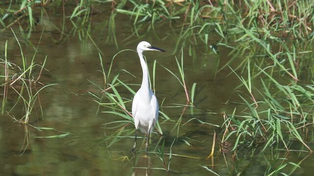 Little egret taking flight from shallow water, Egretta garzetta