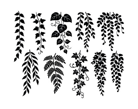Various trailing vine and plant branch silhouettes in black, perfect for nature-inspired design elements, illustrations, and patterns